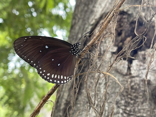 Big black winged butterfly live on small insects as food for use in biology ecosystems