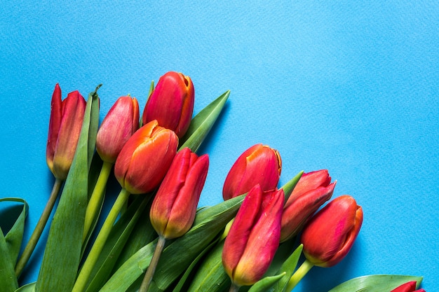 Big bouquet of spring tulip flowers over blue background.