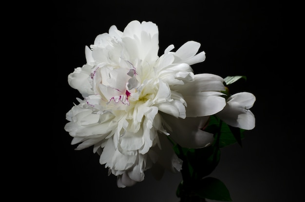 Big bright peony against black backdrop