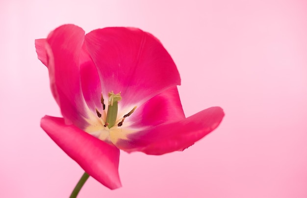 Big bright red flower tulip close up Selective focus Spring or summer concept Spring background Greeting festive card woman health