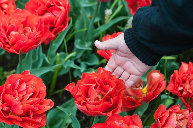 Big bright red flowers close up Selective focus Spring or summer concept Spring background Greeting festive card