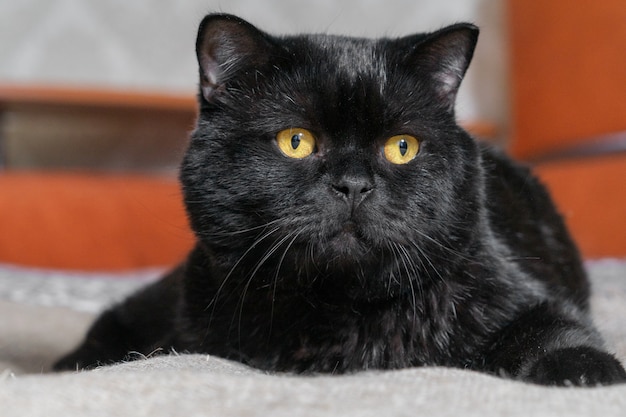 The big British black cat lies imposingly and lazily on the sofa at home.