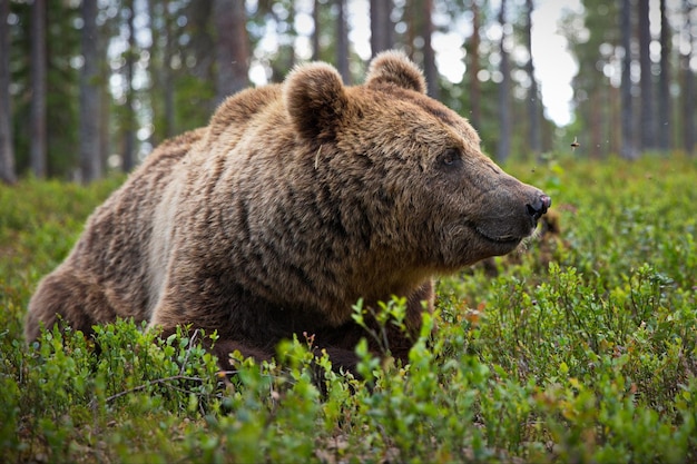 Big brown bear in the forest in Finland