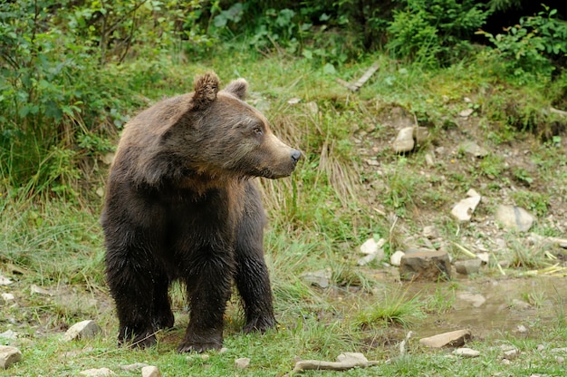 Big brown bear in the forest in the summer