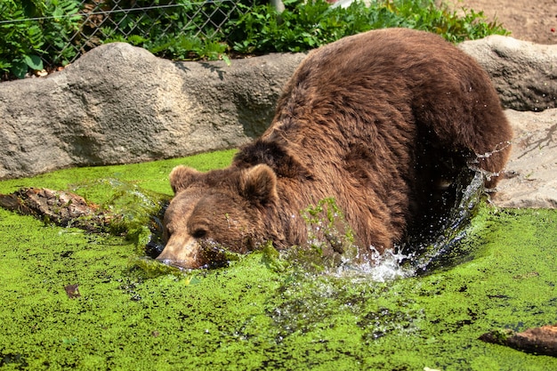 Big brown bear swimming in a pond.