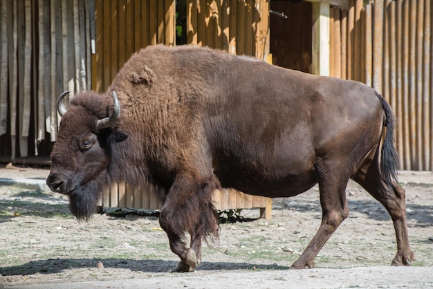 Big brown Bison walking in the padle in the zoo