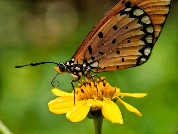 Photo a big brown butterfly sucking a nectar from a flower