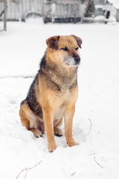 A big brown dog sits in the snow in winter