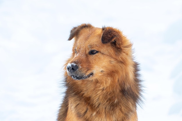 Big brown fluffy dog with snowcovered snout dog portrait close up