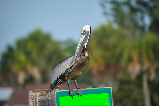 Big brown pelican perched on bright board sign on sunny summer day on tropical trees background