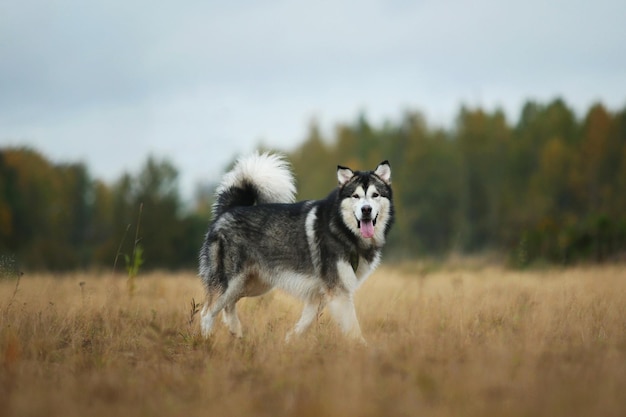 Big brown white purebred majestic Alaskan Alaska Malamute dog on the empty field in summer park