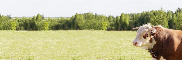 Big bull stood majestically in a lush meadow