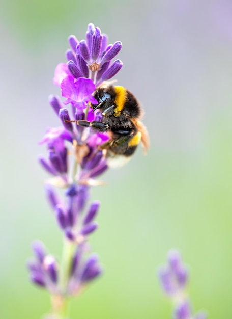 Big bumblebee on purple lavender flowers. Close up