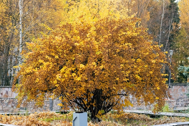 Big bush with yellow autumn leaves in park