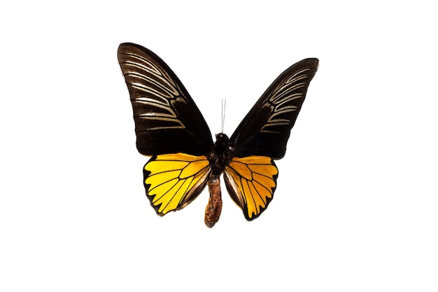 Big butterfly with yellow wings isolate on white background