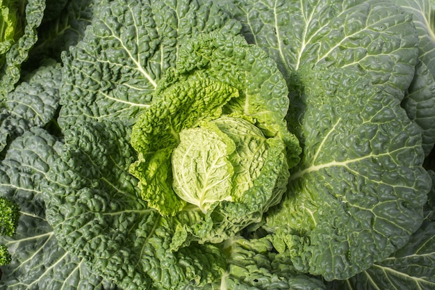 Big cabbage in the garden