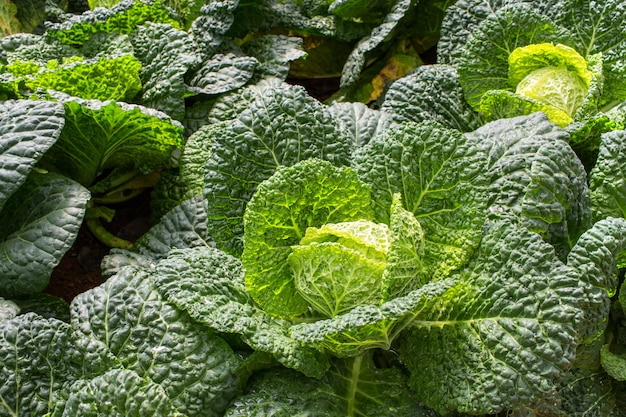 Big cabbage in the garden