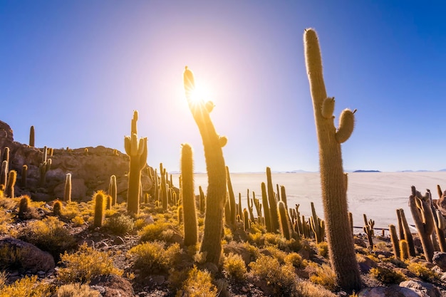 Big cactus on Incahuasi island salt flat Salar de Uyuni Altiplano Bolivia