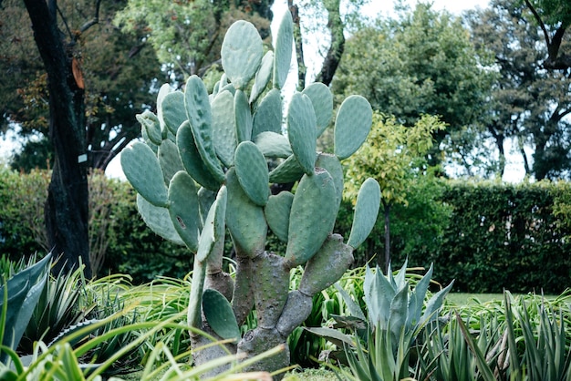 Big cactus in the public park