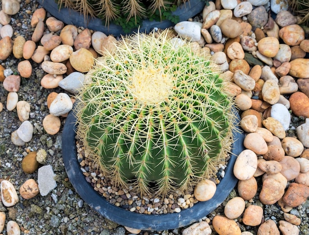 Big cactus thorny plant cultivate