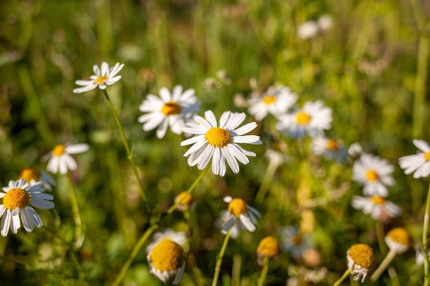 Big camomile flower on blurred background, close-up. Camomile in the nature.