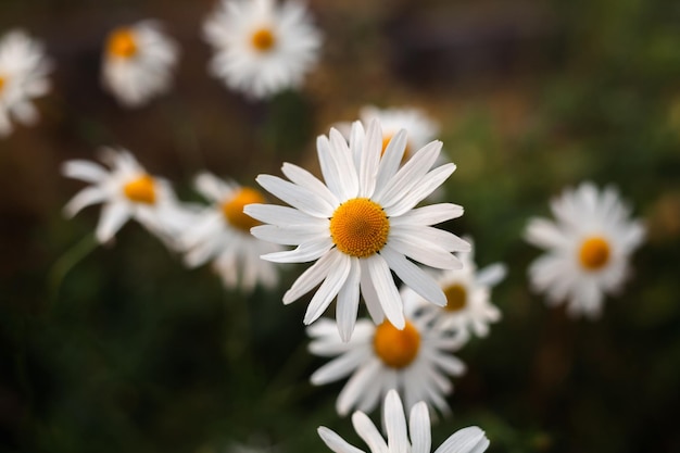 Big camomile flower on blurred background closeup