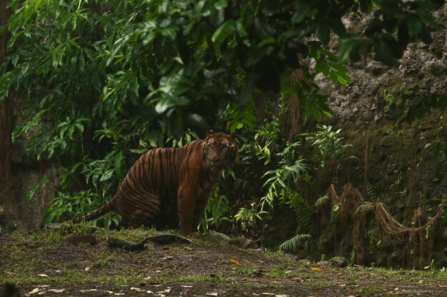 Photo big cat on field