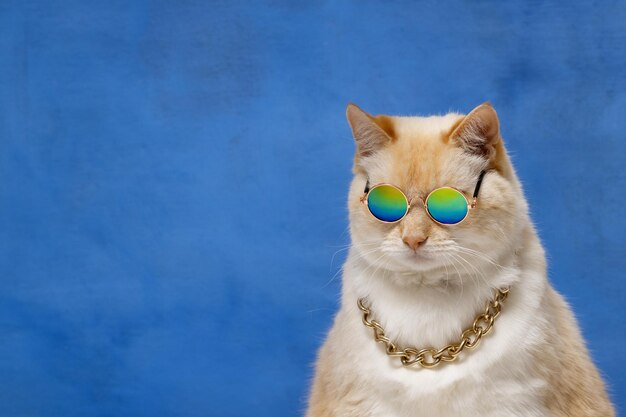 Big cat in sunglasses and a gold chain around his neck on a blue background