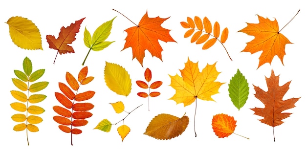 Big collection of autumn leaves isolated on white