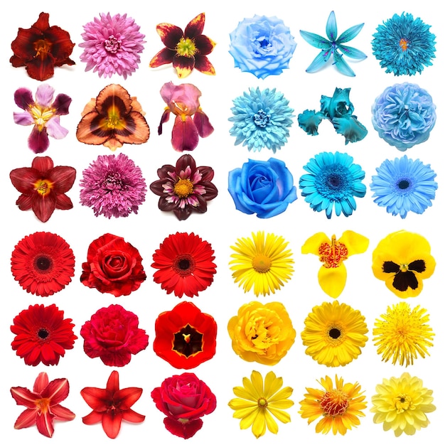 Big collection of various head flowers purple yellow blue and red isolated on white background