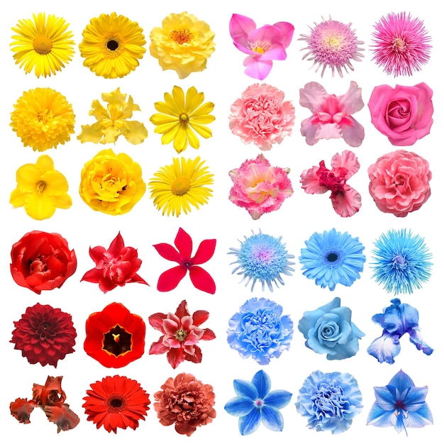 Big collection of various head flowers red blue pink and yellow isolated on white background