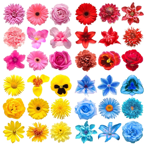 Photo big collection of various head flowers red blue pink and yellow isolated on white background