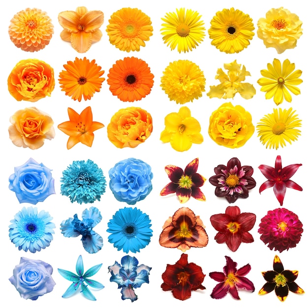 Photo big collection of various head flowers yellow orange blue and purple isolated on white background