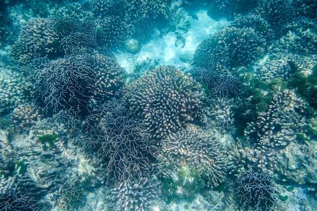 Big coral reef in similan island andaman sea