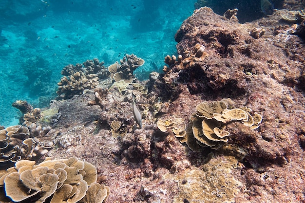 Big coral reef on stone with fish in the blue sea