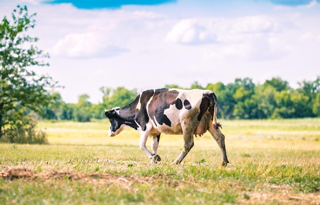 Big cow grazes in the meadow against the background of the sky