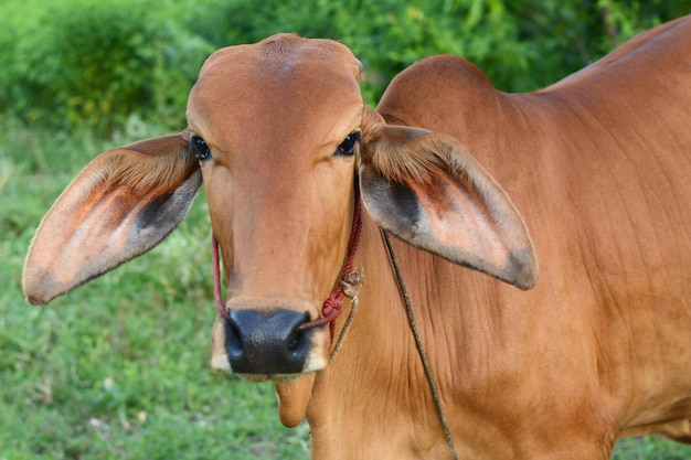 Big cow on the meadow