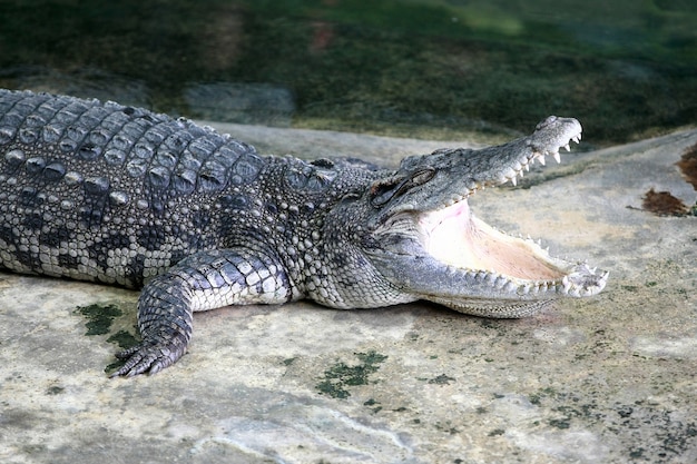 The big crocodile in the farm