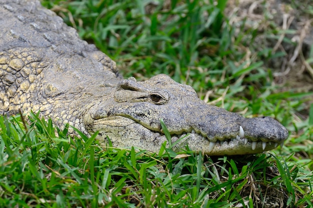 Big crocodile in National park of Kenya, Africa