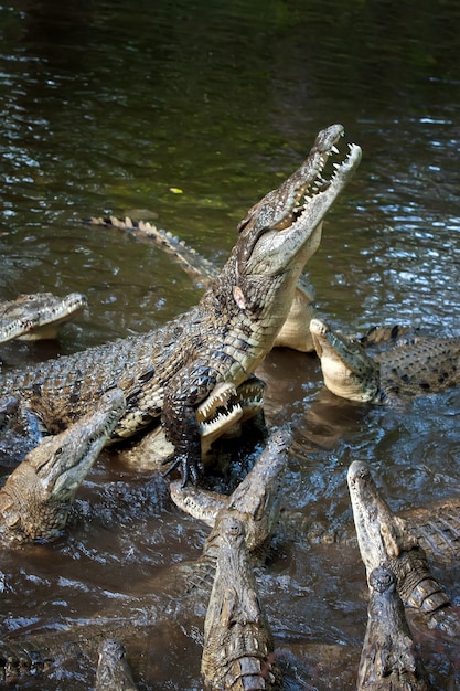 Big crocodile in National park of Kenya, Africa