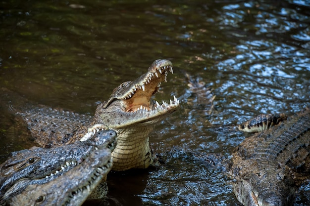 Big crocodile in National park of Kenya, Africa