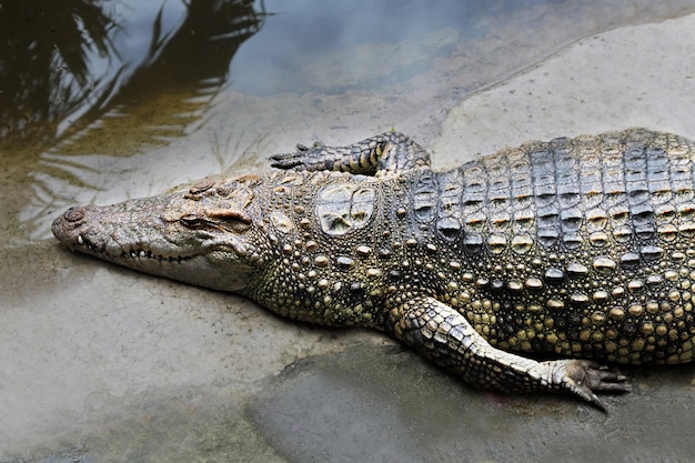 Big crocodile