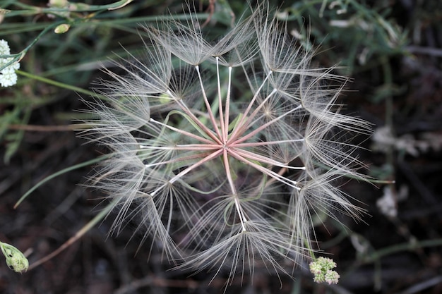 Big dandelion seeds in spring