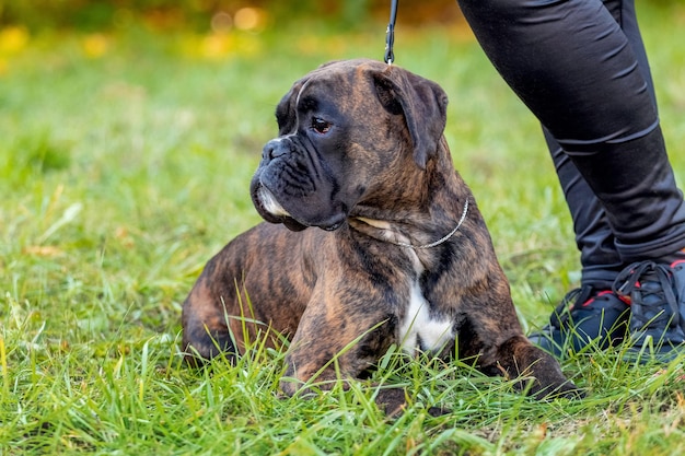 Big dog breed German boxer close up on a leash near the mistress