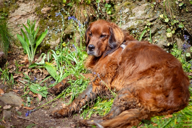 Big dog resting in nature in spring