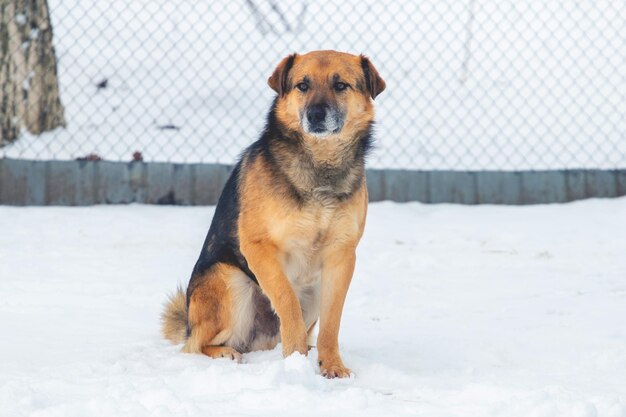 A big dog sits on the snow in winter