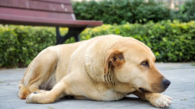 Big dog waiting for his owner lying on the sidewalk, close-up