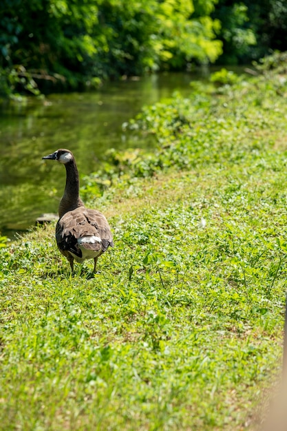 Big domestic goose on green grass by the river