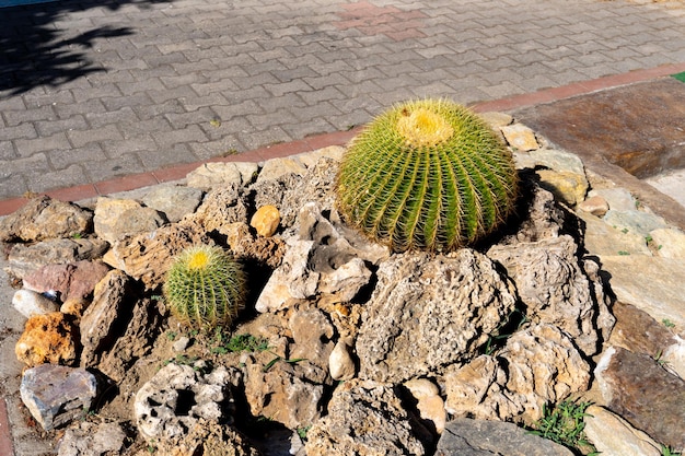 Big echinocactus on street of Alanya Turkey