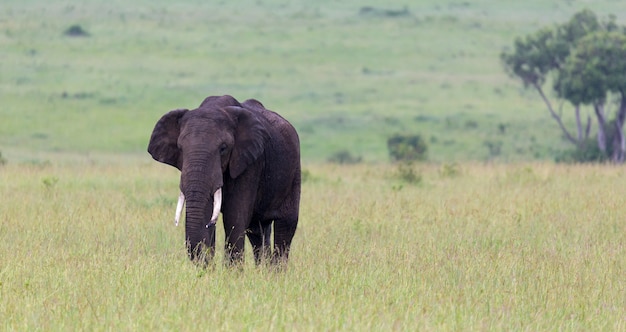 Big elephant is standing in the grass